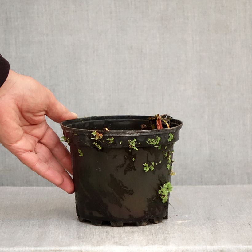 Spécimen de Nymphaea Fire Opal - Nénuphar rustique Pot de 1,5L/2L tel que livré en automne