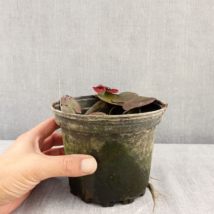 Spécimen de Nymphaea Fire Opal - Nénuphar rustique Pot de 1,5L/2L tel que livré en été