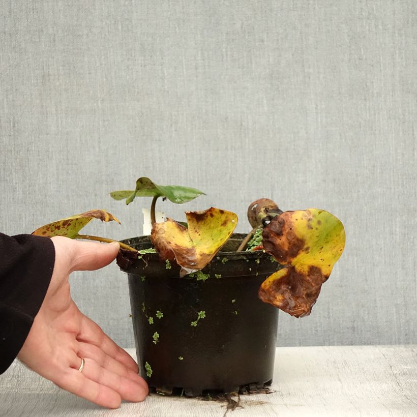 Spécimen de Nymphaea Florida Sunset - Nénuphar rustique pêche cuivré Pot de 1,5L/2L tel que livré en automne