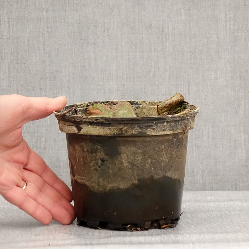 Spécimen de Nymphaea Florida Sunset - Nénuphar rustique pêche cuivré Pot de 1,5L/2L tel que livré en hiver