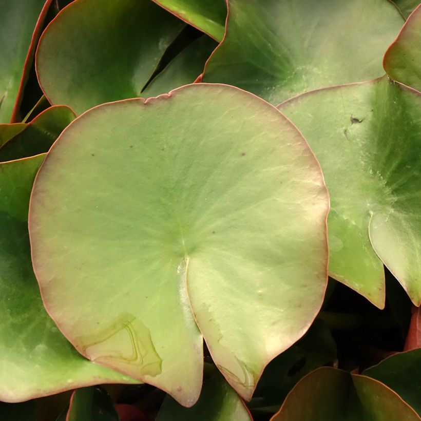 Nymphaea Froebelii - Nénuphar nain rustique (Feuillage)