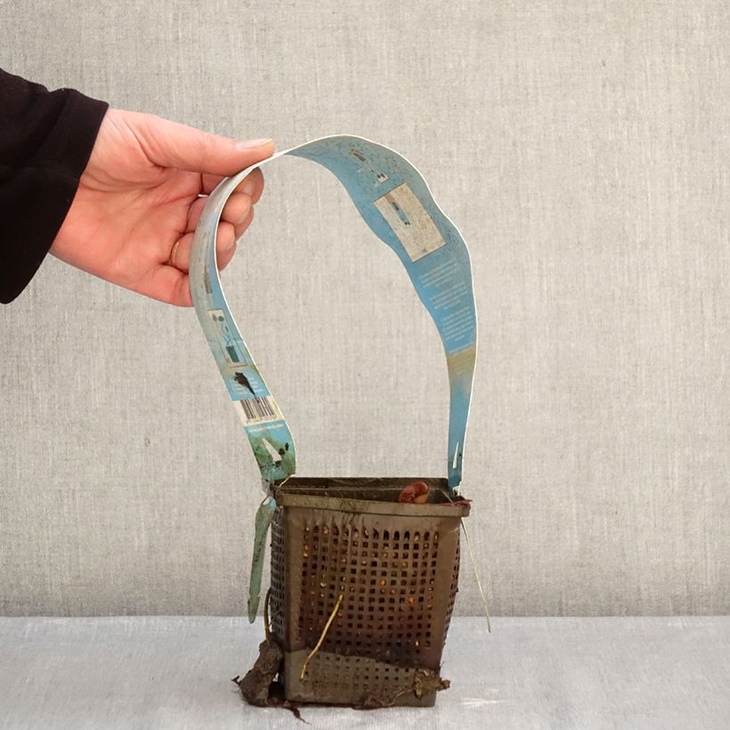 Spécimen de Nymphaea Gladstoniana - Nénuphar rustique Pot de 1L/1,5L tel que livré en hiver