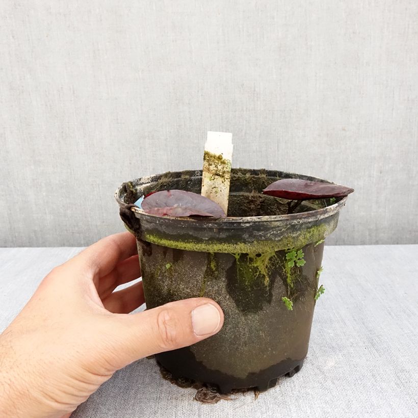 Spécimen de Nymphaea Gregg's Orange Beauty - Nénuphar rustique bicolore Pot de 1,5L/2L tel que livré en automne