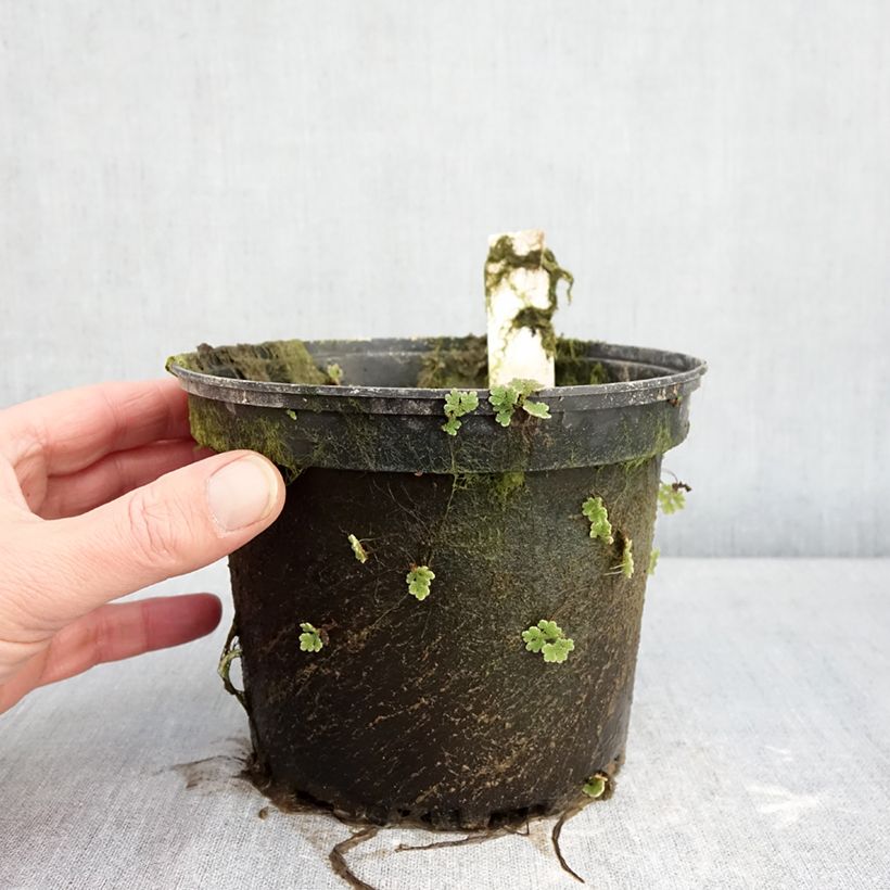 Spécimen de Nymphaea Gregg's Orange Beauty - Nénuphar rustique bicolore Pot de 1,5L/2L tel que livré en hiver