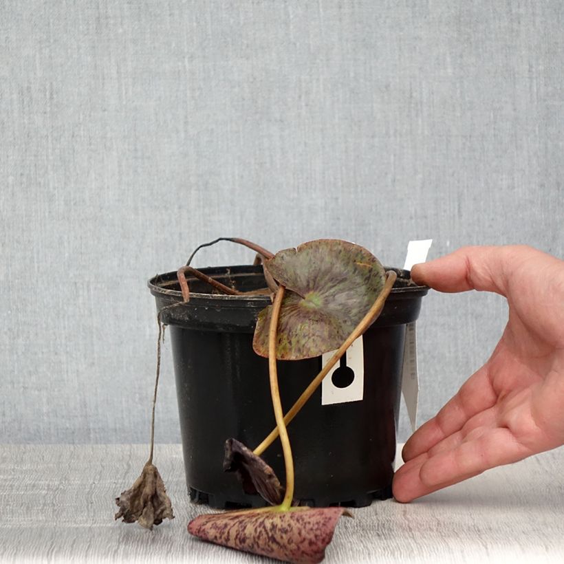 Spécimen de Nymphaea Gregg's Orange Beauty - Nénuphar rustique bicolore Pot de 1,5L/2L tel que livré au printemps