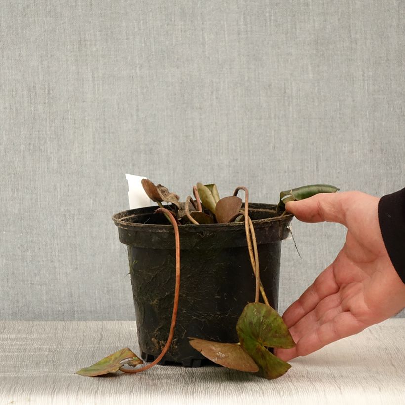 Spécimen de Nymphaea Gypsy - Nénuphar nain rustique rouge Pot de 1,5L/2L tel que livré au printemps