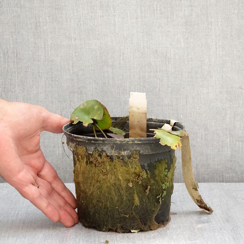 Spécimen de Nymphaea Gypsy - Nénuphar nain rustique rouge Pot de 1,5L/2L tel que livré en automne