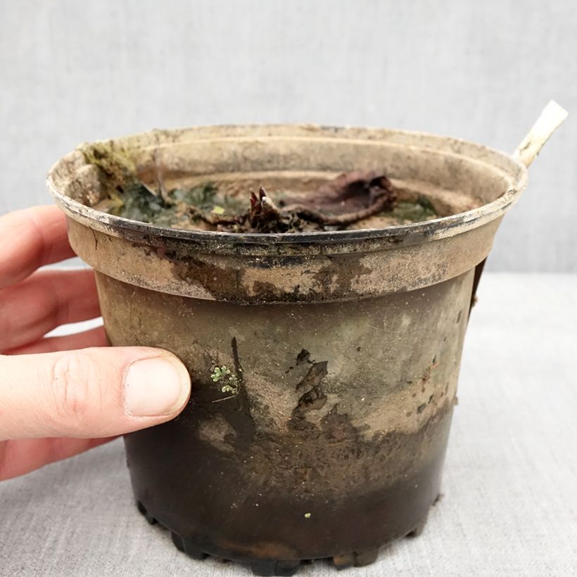 Spécimen de Nymphaea Hal Miller - Nénuphar blanc rustique Pot de 1,5L/2L tel que livré en hiver