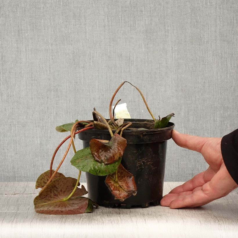 Spécimen de Nymphaea Hal Miller - Nénuphar blanc rustique Pot de 1,5L/2L tel que livré au printemps