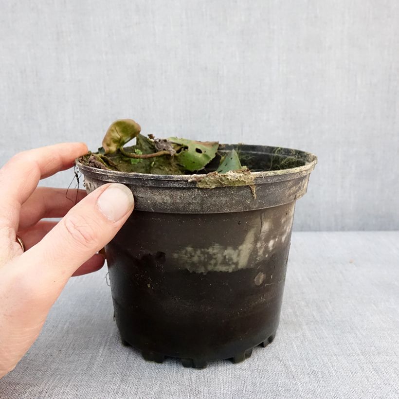 Spécimen de Nymphaea Hermine - Nénuphar blanc rustique Pot de 1,5L/2L tel que livré en hiver