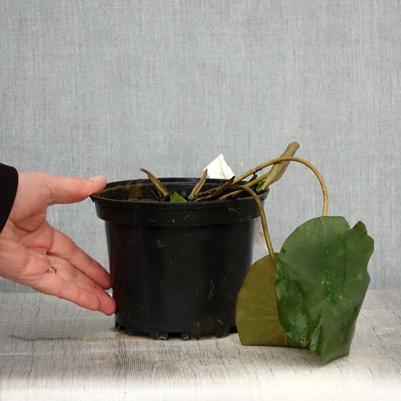 Spécimen de Nymphaea Hermine - Nénuphar blanc rustique Pot de 1,5L/2L tel que livré au printemps