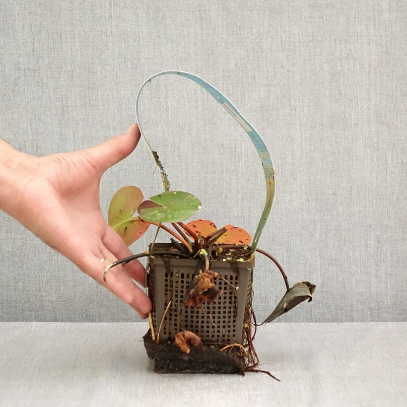 Spécimen de Nymphaea Hollandia - Nénuphar rustique Pot de 1L/1,5L tel que livré en automne