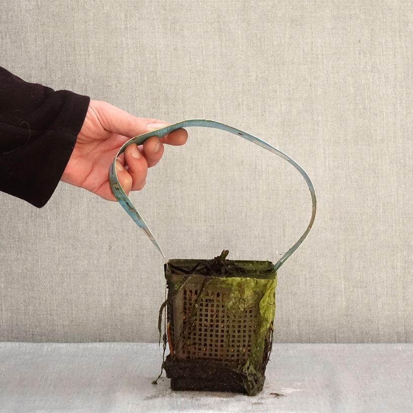 Spécimen de Nymphaea Hollandia - Nénuphar rustique Pot de 1L/1,5L tel que livré en hiver