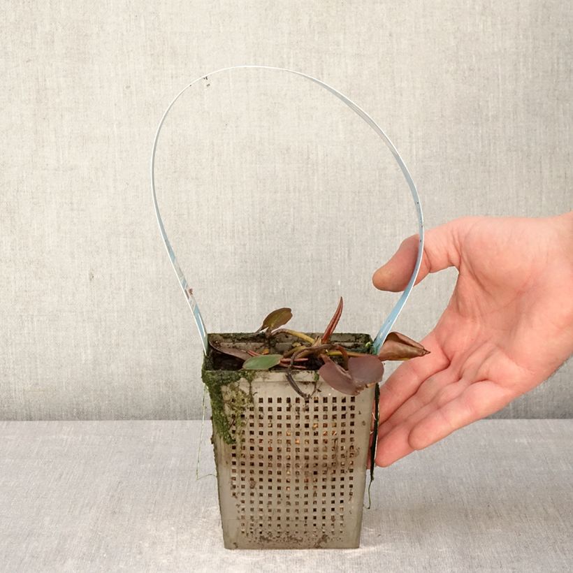 Spécimen de Nymphaea Hollandia - Nénuphar rustique Pot de 1L/1,5L tel que livré au printemps