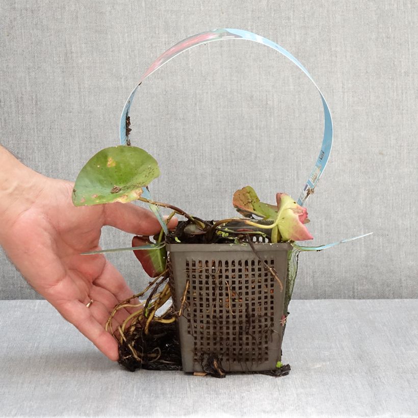 Spécimen de Nymphaea James Brydon - Nénuphar rustique Pot de 1L/1,5L tel que livré en automne