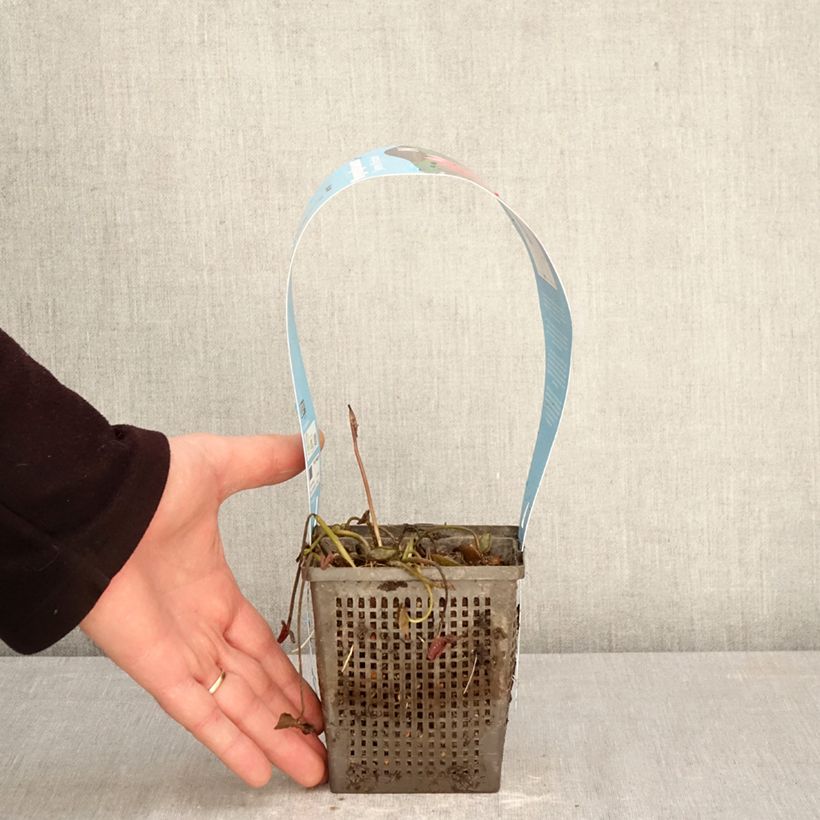 Spécimen de Nymphaea James Brydon - Nénuphar rustique Pot de 1L/1,5L tel que livré au printemps