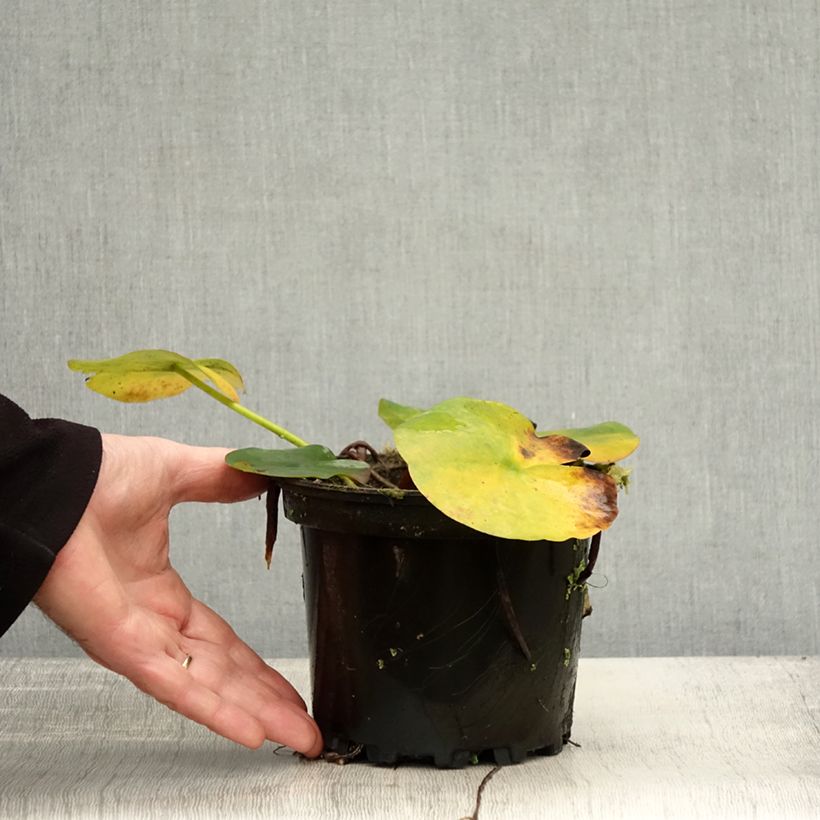 Spécimen de Nymphaea Jean de la Marsalle - Nénuphar rustique rouge rose Pot de 1,5L/2L tel que livré en automne