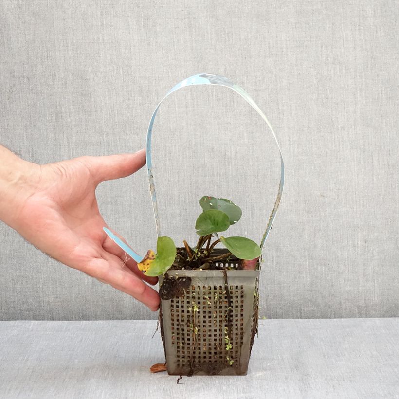 Spécimen de Nymphaea Joey Tomocik - Nénuphar rustique jaune Pot de 1L/1,5L tel que livré en automne