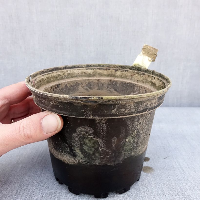Spécimen de Nymphaea Lactea - Nénuphar rustique blanc Pot de 1,5L/2L tel que livré en hiver