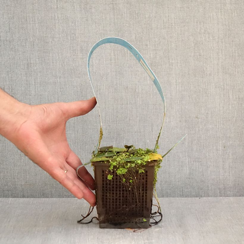 Spécimen de Nymphaea Laydekeri Liliacea - Nénuphar rustique Pot de 1L/1,5L tel que livré en automne