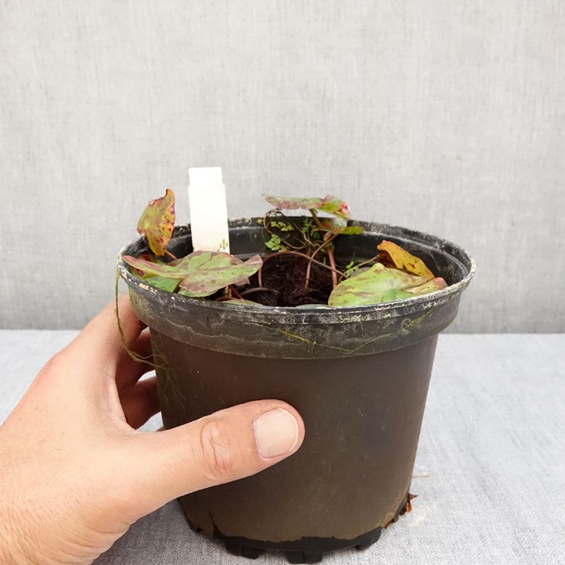 Spécimen de Nymphaea Lemon Chiffon - Nénuphar rustique jaune Pot de 1,5L/2L tel que livré en automne