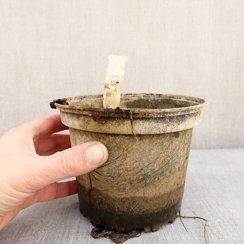 Spécimen de Nymphaea Lemon Chiffon - Nénuphar rustique jaune Pot de 1,5L/2L tel que livré en hiver