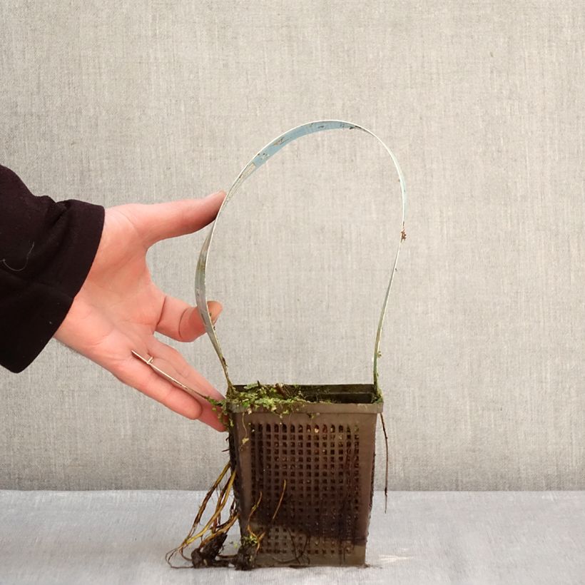 Spécimen de Nymphaea Lemon Mist - Nénuphar rustique jaune citron Pot de 1L/1,5L tel que livré en hiver