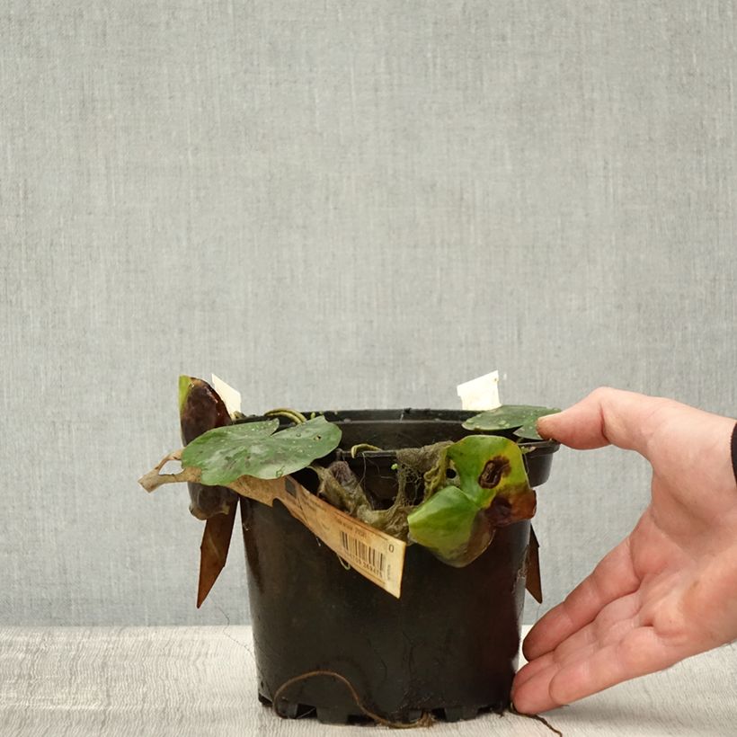 Spécimen de Nymphaea Lily Pons - Nénuphar rustique rose Pot de 1,5L/2L tel que livré en automne