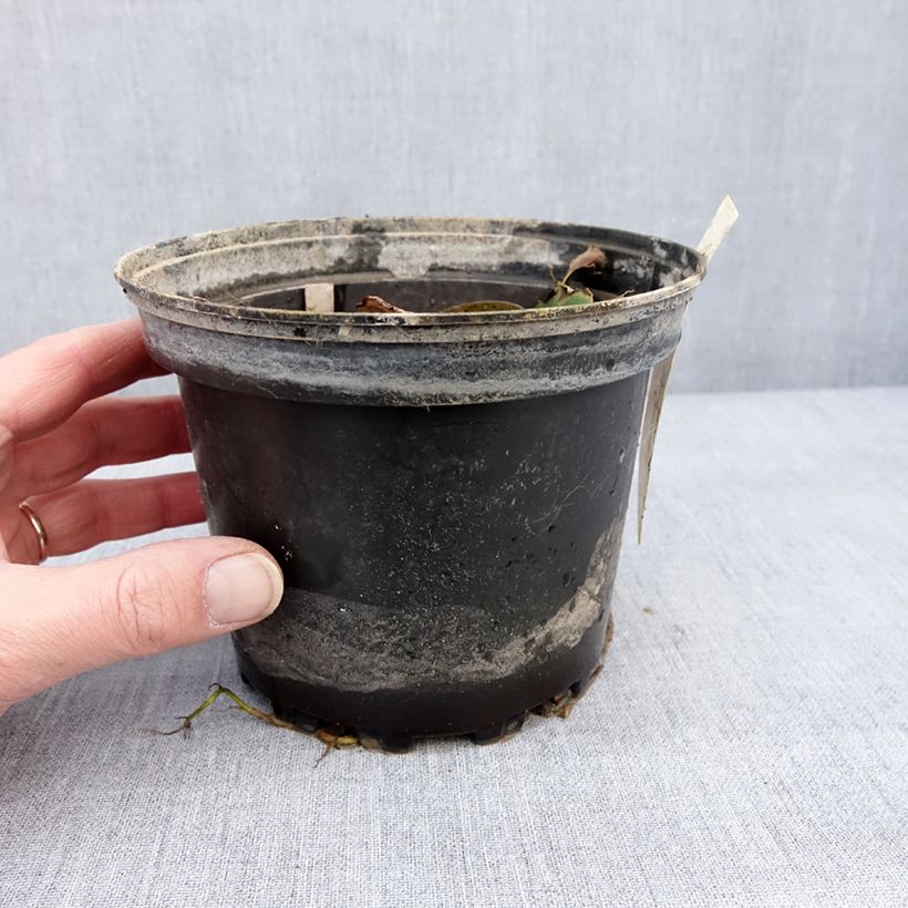 Spécimen de Nymphaea Lily Pons - Nénuphar rustique rose Pot de 1,5L/2L tel que livré en hiver