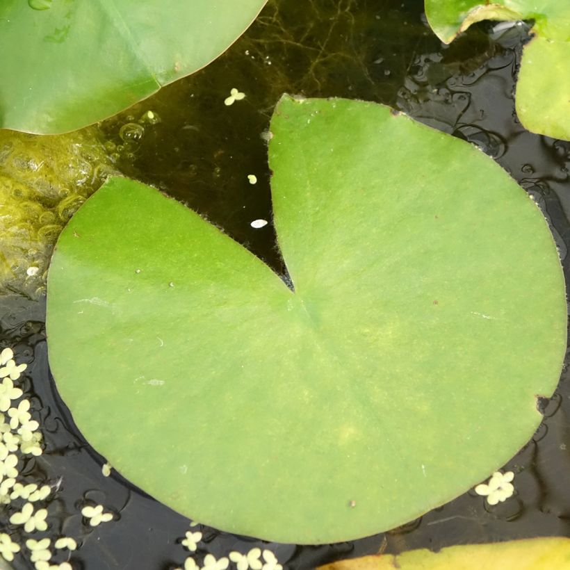 Nymphaea Madame Wilfron Gonnère - Nénuphar rustique (Feuillage)