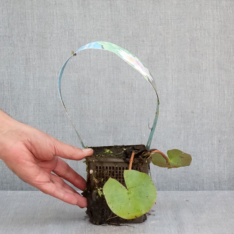 Spécimen de Nymphaea Madame Wilfron Gonnère - Nénuphar rustique Pot de 1L/1,5L tel que livré en automne