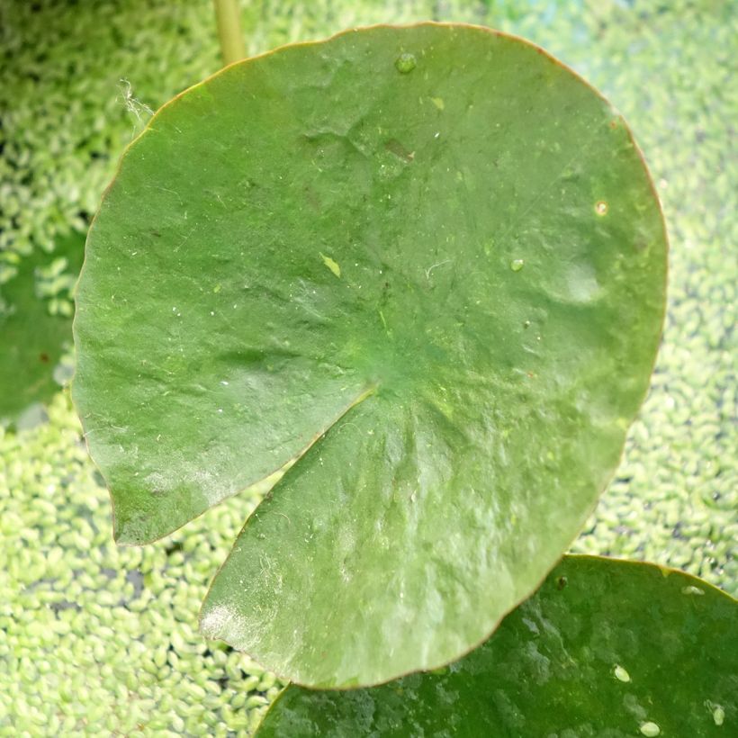 Nymphaea Mangkala Ubol - Nénuphar rustique rose saumon (Feuillage)