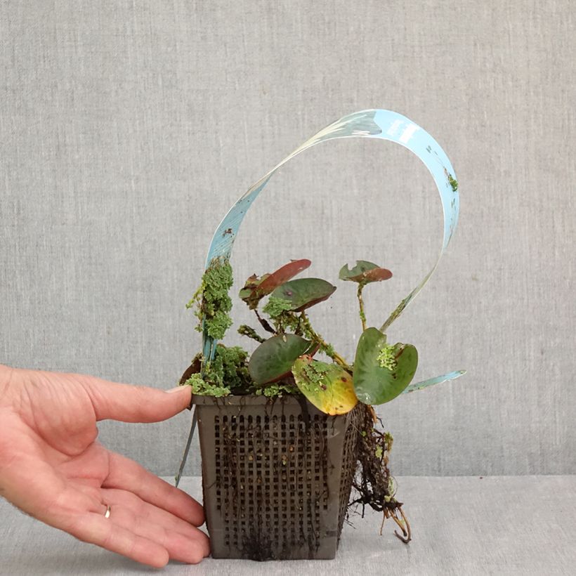 Spécimen de Nymphaea Mangkala Ubol - Nénuphar rustique rose saumon Pot de 1L/1,5L tel que livré en automne