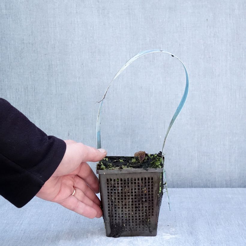 Spécimen de Nymphaea Mangkala Ubol - Nénuphar rustique rose saumon Pot de 1L/1,5L tel que livré au printemps