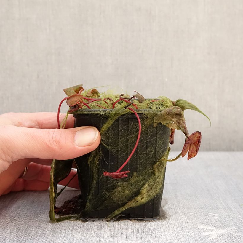 Spécimen de Nymphaea Marian Strawn - Nénuphar tropical blanc Pot de 1,5L/2L tel que livré en hiver