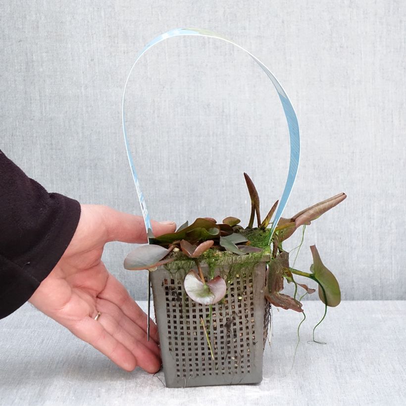 Spécimen de Nymphaea Marliacea Albida - Nénuphar rustique Pot de 1L/1,5L tel que livré au printemps