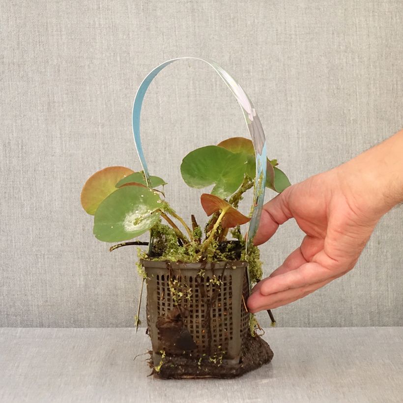 Spécimen de Nymphaea Marliacea Carnea - Nénuphar rustique Pot de 1L/1,5L tel que livré en automne
