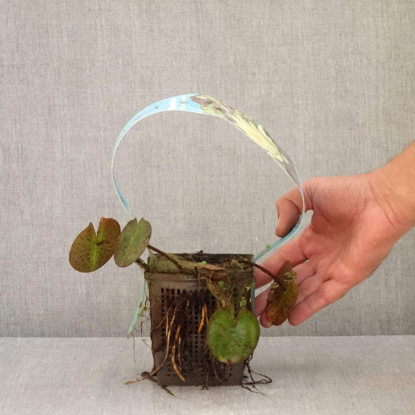 Spécimen de Nymphaea Marliacea Chromatella - Nénuphar rustique jaune Pot de 1L/1,5L tel que livré en automne