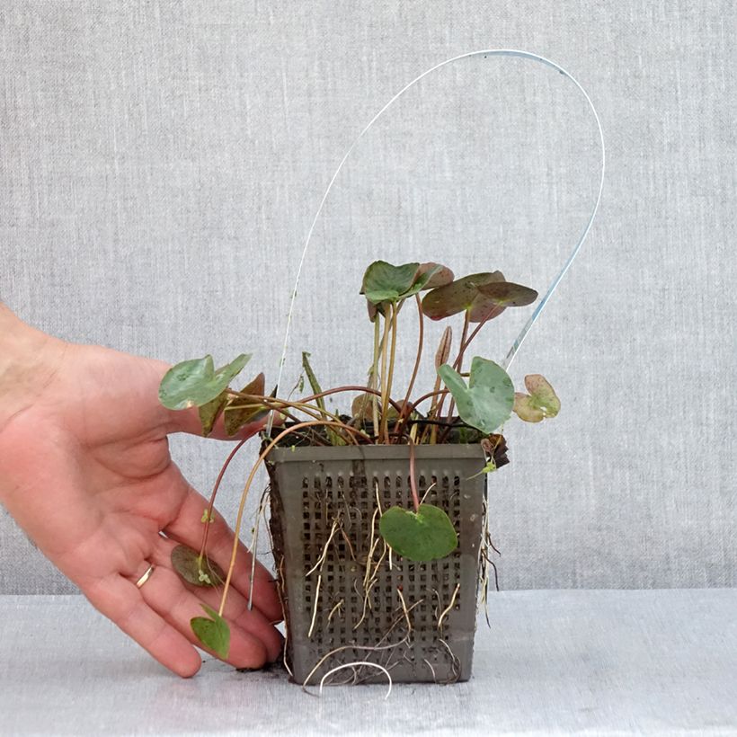 Spécimen de Nymphaea Marliacea Chromatella - Nénuphar rustique jaune Pot de 1L/1,5L tel que livré en été