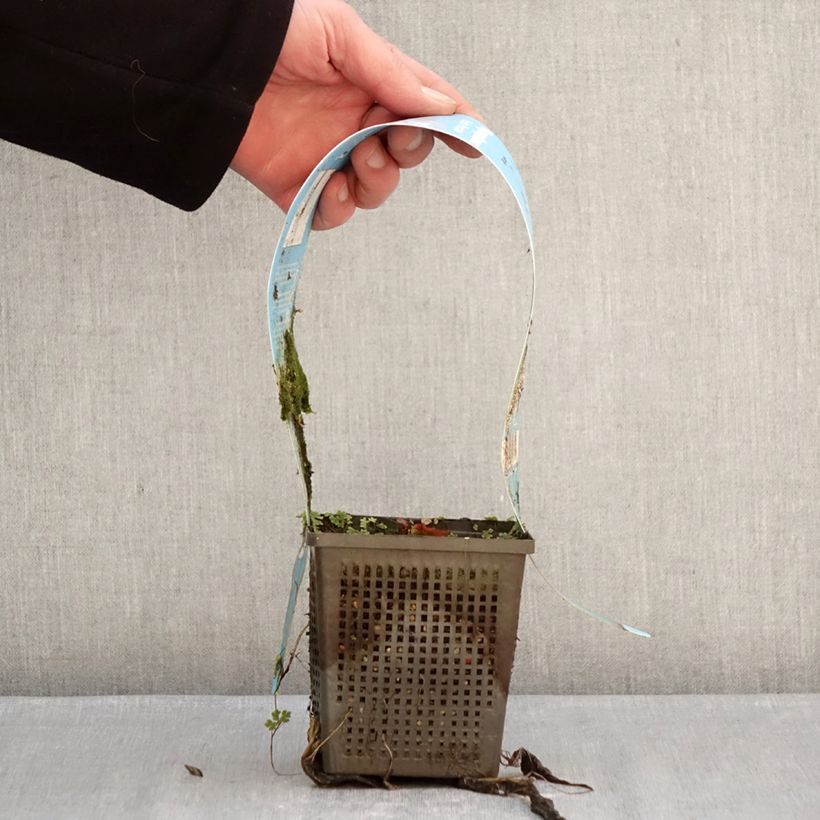 Spécimen de Nymphaea Marliacea Rubra Punctata - Nénuphar rustique rouge Pot de 1L/1,5L tel que livré en hiver