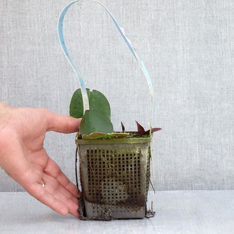 Spécimen de Nymphaea Mayla - Nénuphar rustique Pot de 1L/1,5L tel que livré en été