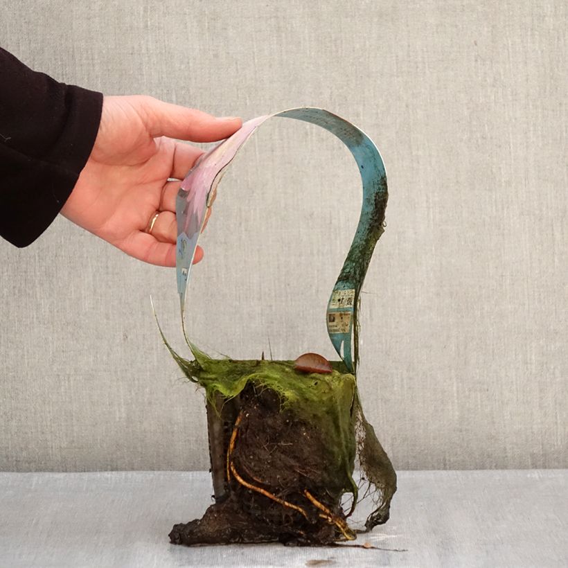 Spécimen de Nymphaea Mayla - Nénuphar rustique Pot de 1L/1,5L tel que livré en hiver