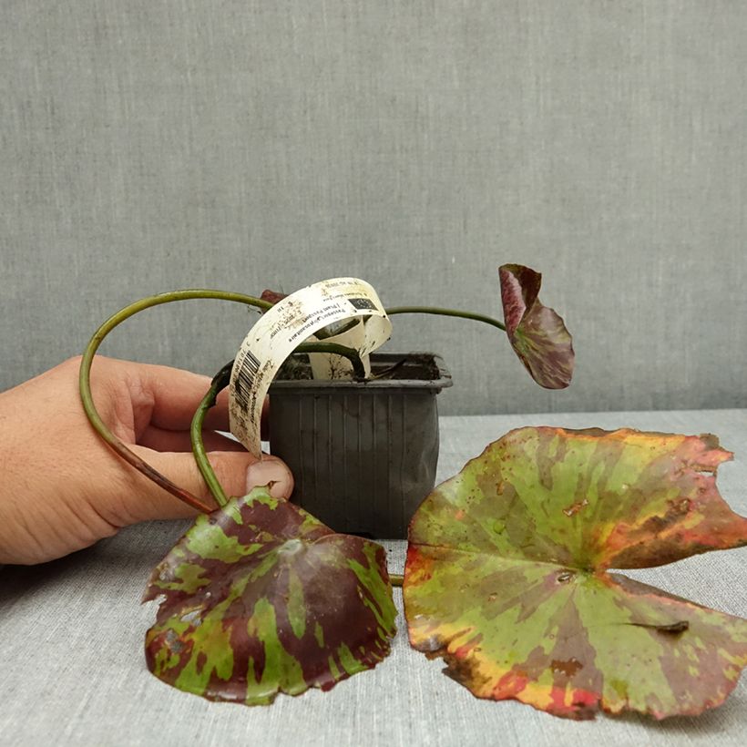 Spécimen de Nymphaea Miami Rose - Nénuphar tropical Godet de 8/9 cm tel que livré en été