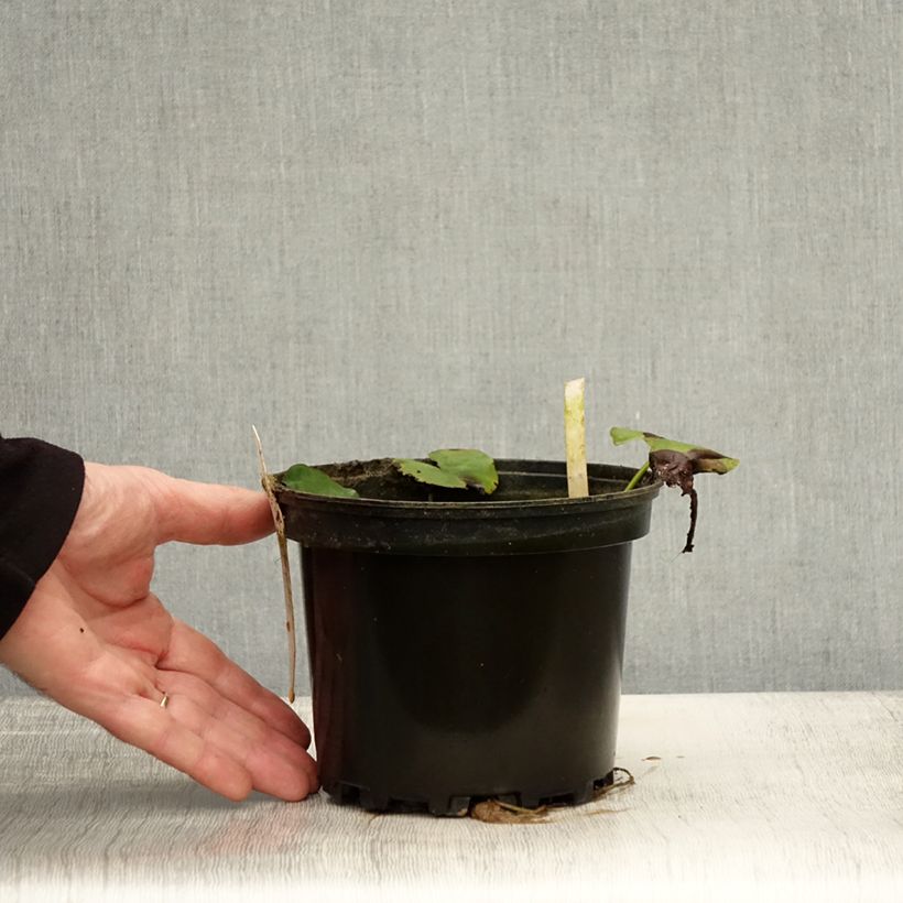 Spécimen de Nymphaea Moorei - Nénuphar rustique jaune pâle Pot de 1,5L/2L tel que livré en automne