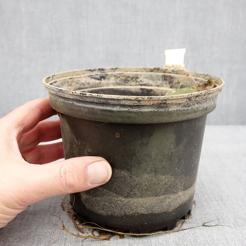 Spécimen de Nymphaea Moorei - Nénuphar rustique jaune pâle Pot de 1,5L/2L tel que livré en hiver