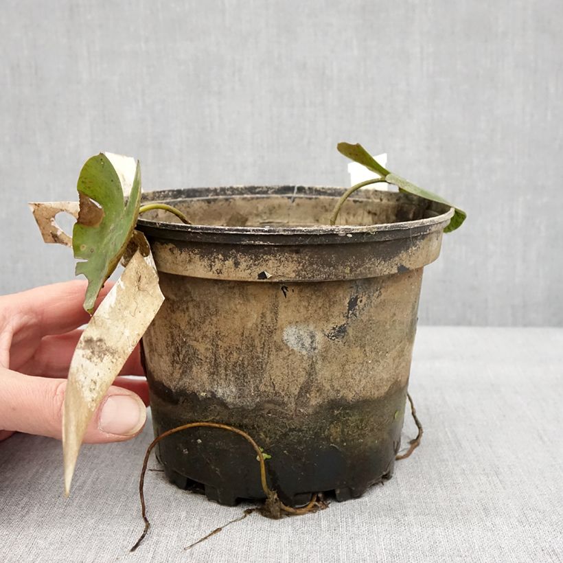 Spécimen de Nymphaea Newton - Nénuphar rustique rose Pot de 1,5L/2L tel que livré en hiver