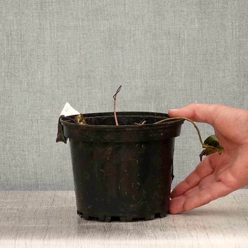 Spécimen de Nymphaea Newton - Nénuphar rustique rose Pot de 1,5L/2L tel que livré au printemps