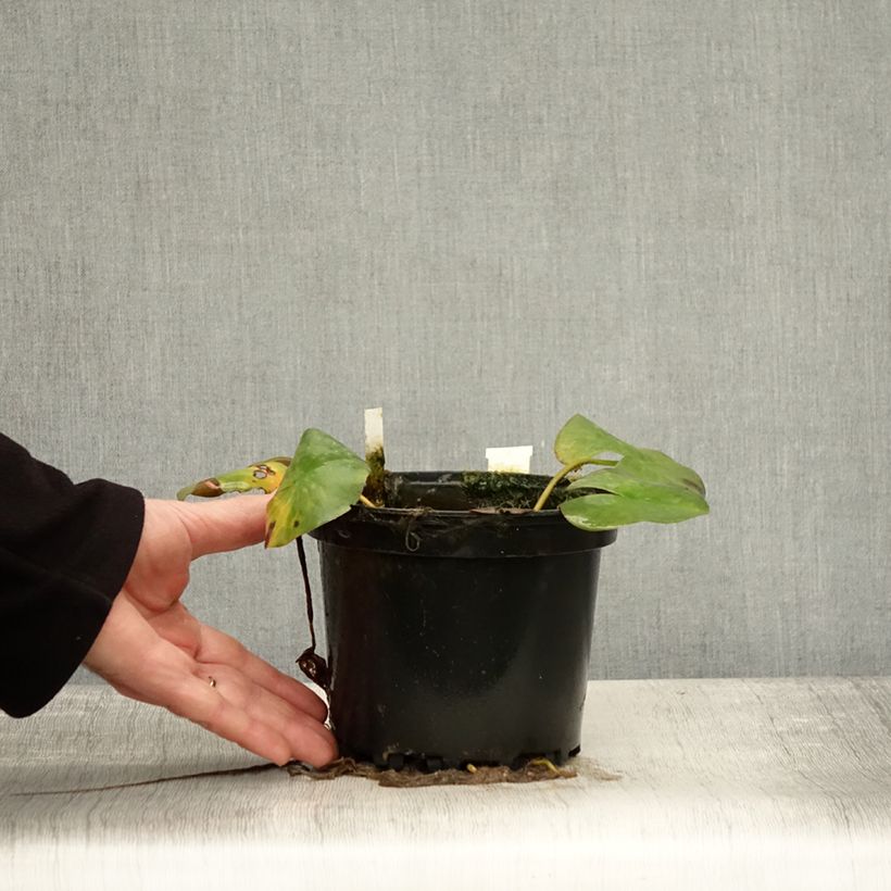 Spécimen de Nymphaea Odorata Suavissima - Nénuphar rustique rose Pot de 1,5L/2L tel que livré en automne