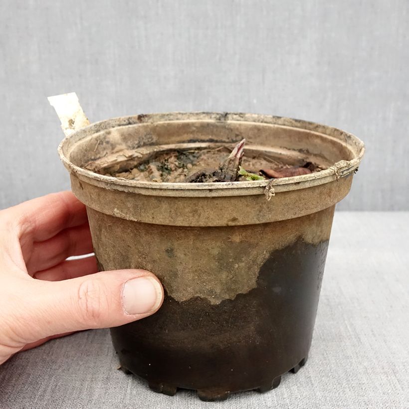 Spécimen de Nymphaea Odorata Suavissima - Nénuphar rustique rose Pot de 1,5L/2L tel que livré en hiver