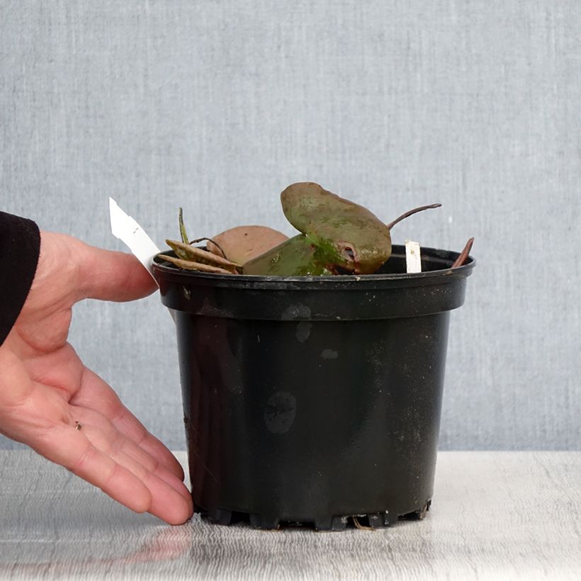 Spécimen de Nymphaea Odorata Suavissima - Nénuphar rustique rose Pot de 1,5L/2L tel que livré au printemps